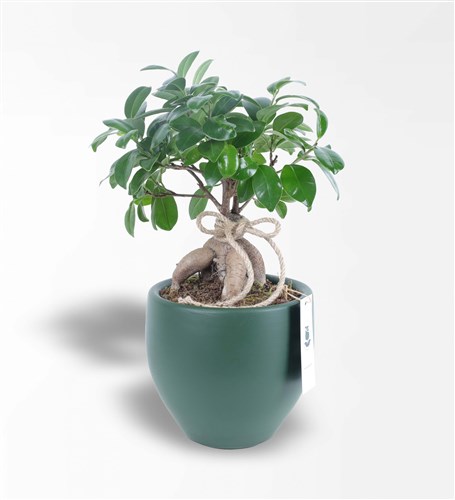 Bonsai Ginseng