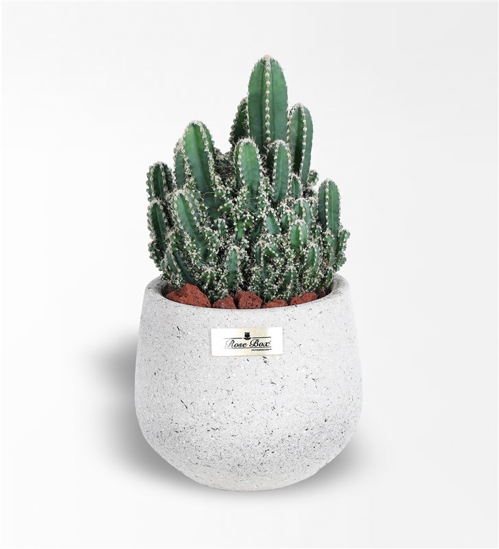 Arizona Cereus Kaktüs