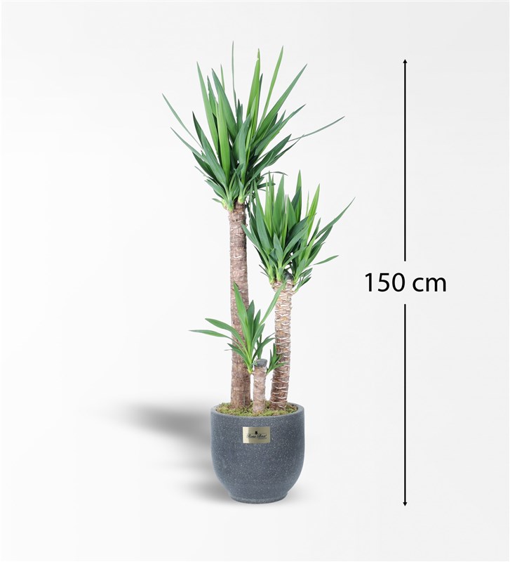 Kumlu Beton Saksıda 3'Lü Yucca