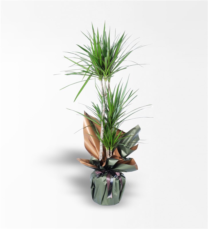 3'Lü Marginata Bitkisi