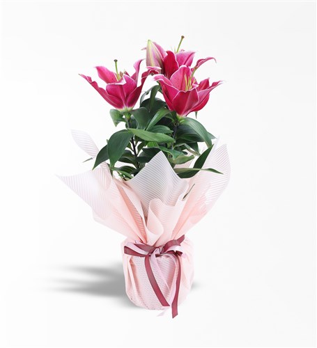 Pembe Ambalajlı Lilyum Bikisi
